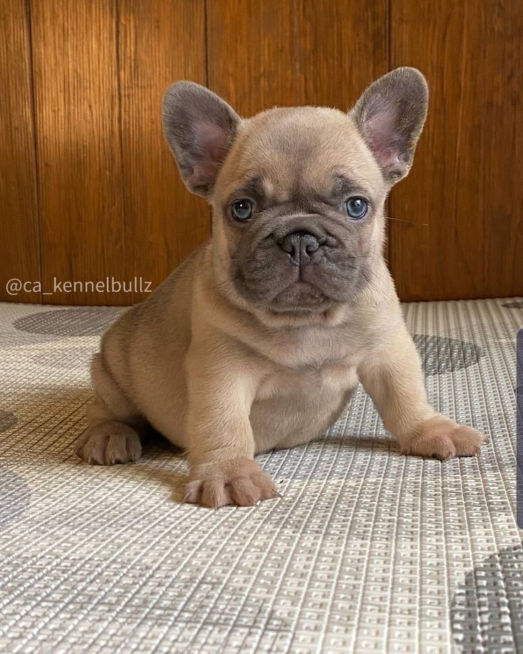 FRENÇ BULDOOG SEVİMLİ YAVRULAR