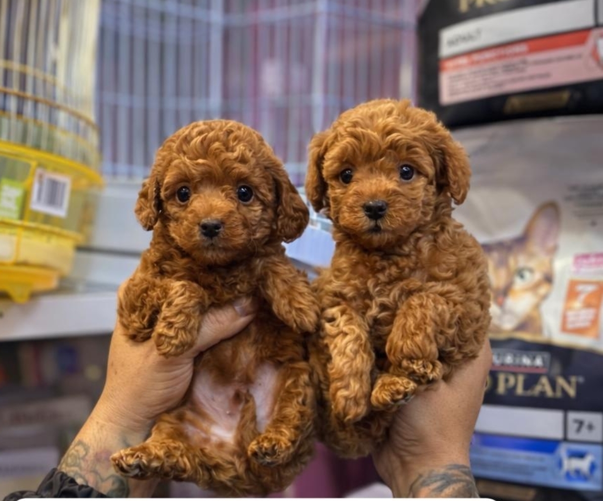 TOY POODLE SEVİMLİ YAVRULAR