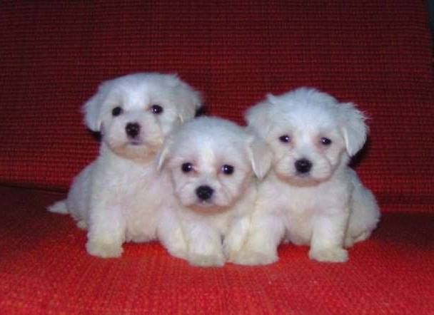 MALTESE TERRİER CİNSİ