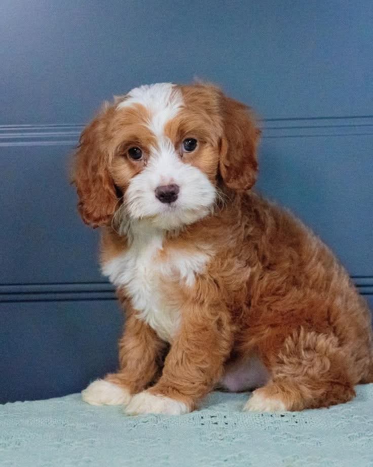 MALTİPOO CİNSİ YAVRULAR