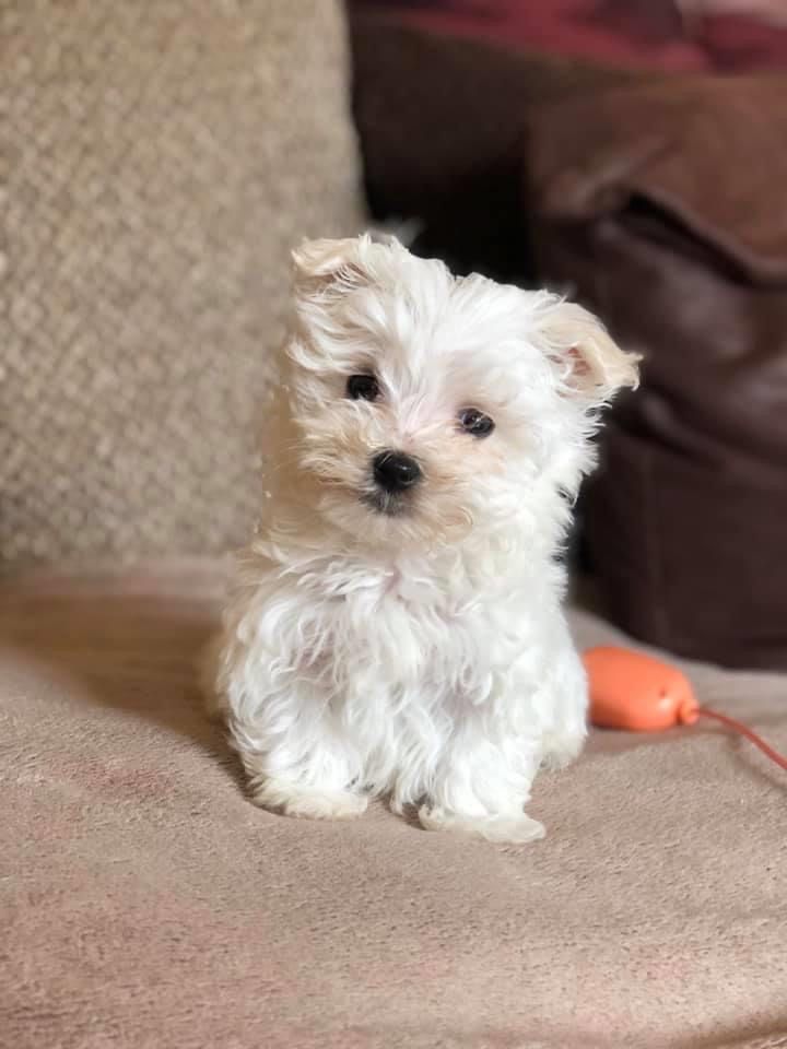 MALTESE TERRİER KAR BEYAZ YAVRULAR