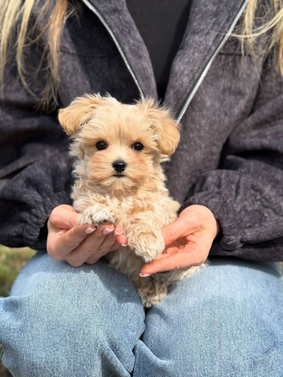 MALTİPOO CİNSİ KAHVE TONLU YAVRULAR