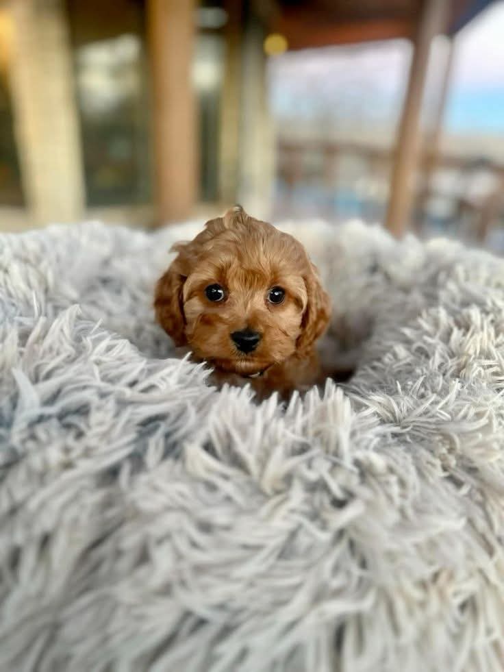 TOY POODLE SEVİMLİ YAVRULAR