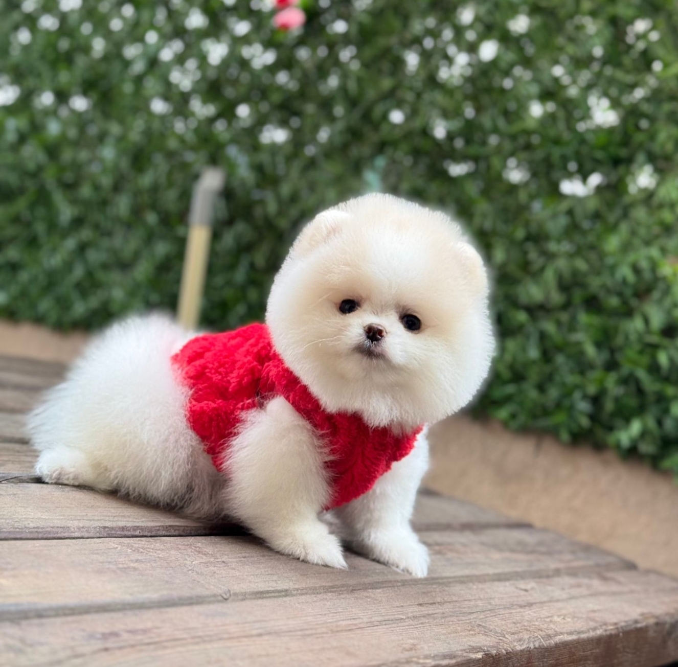 POMERRİAN BOO AYI SURATLI SEVİMLİ YAVRULAR