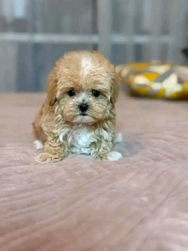MALTİPOO CİNSİ YAVRULAR