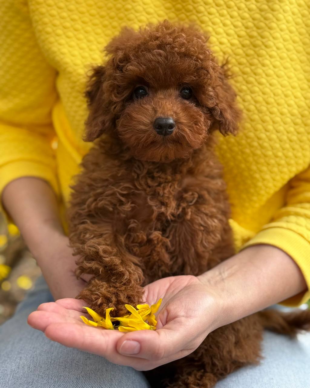 TOY POODLE YAVRUMUZ