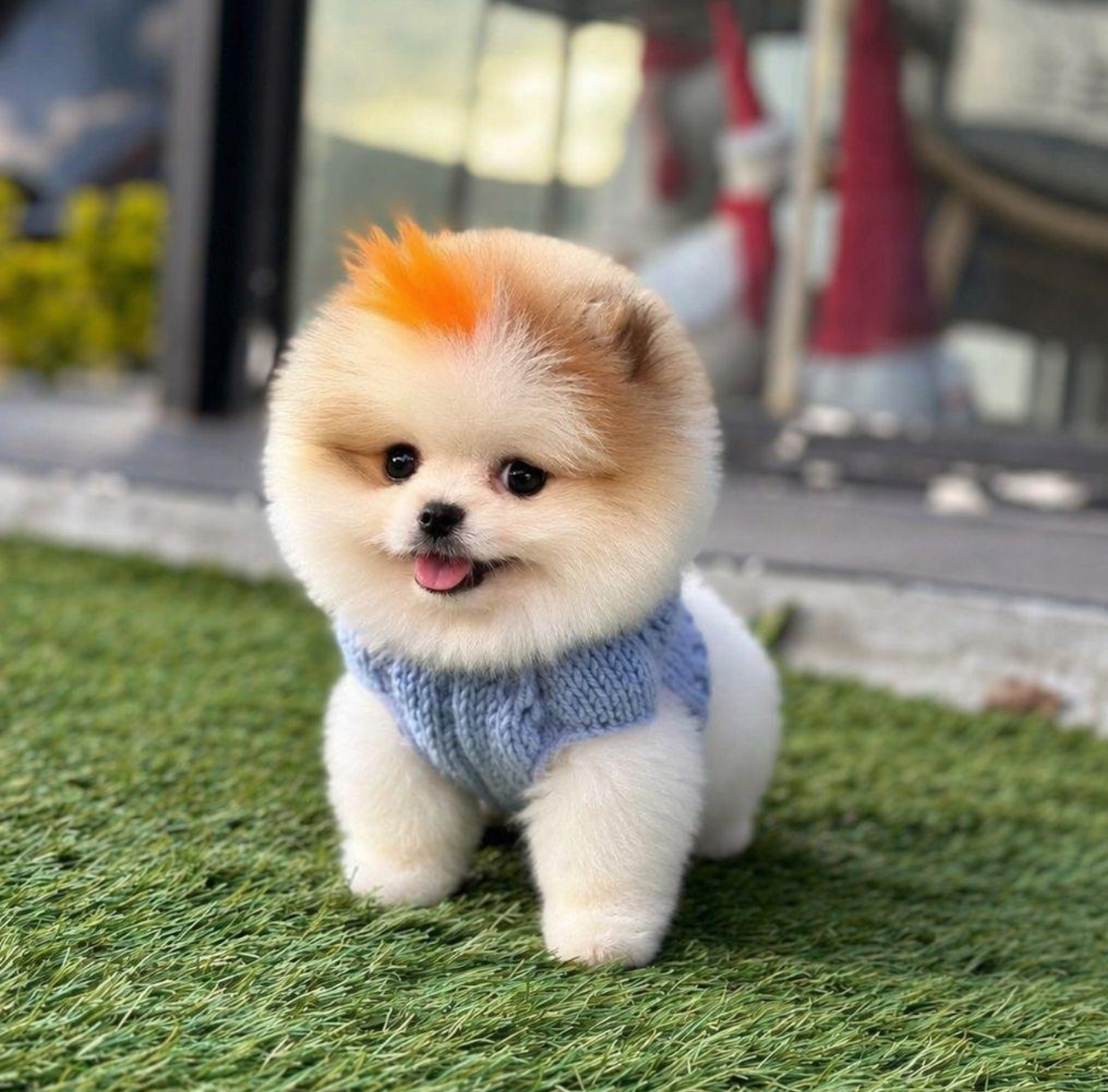 POMERRİAN BOO YAVRULAR