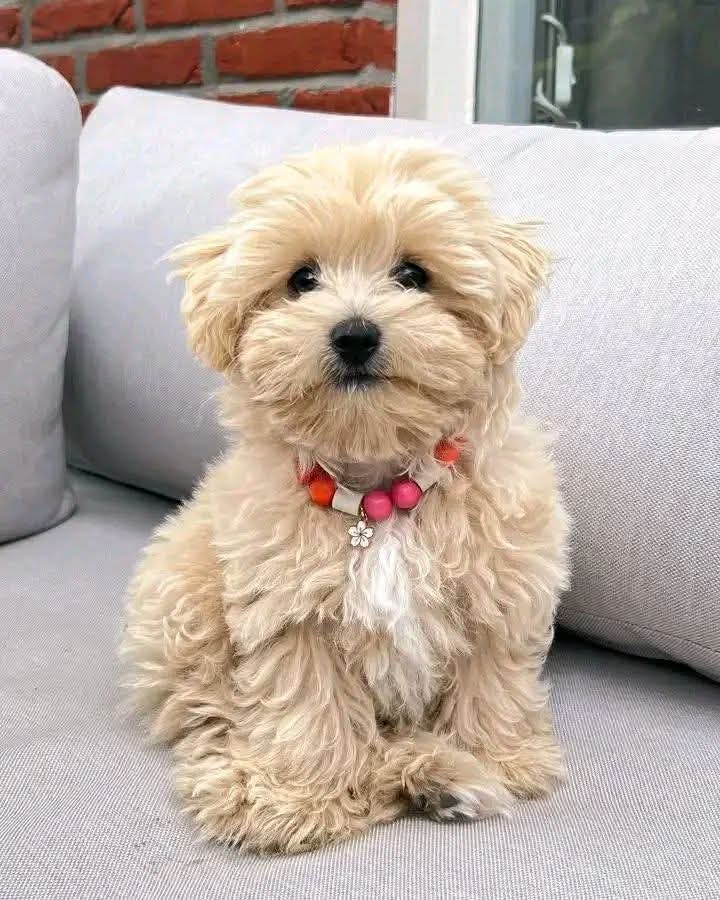 MALTİPOO CİNSİ KAHVE TONLU YAVRULAR