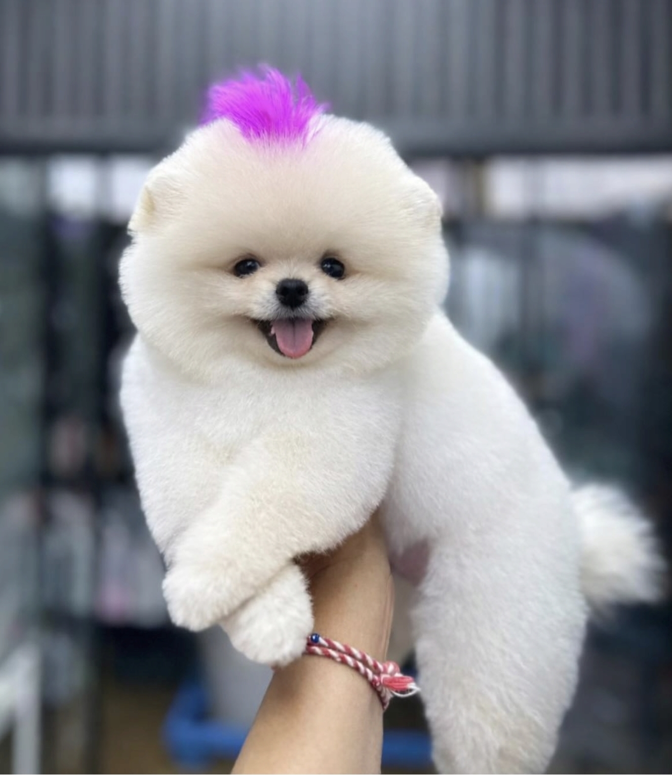 POMERRİAN BOO AYI SURATLI SEVİMLİ YAVRULAR