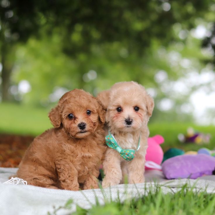 MALTİPOO CİNSİ KAHVE TONLU YAVRULAR