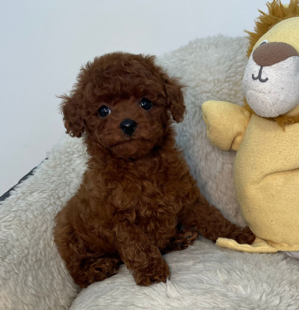 RED KIPKIRMIZI TOY POODLE CİNSİ