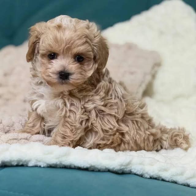 MALTİPOO CİNSİ KAHVE TONLU YAVRULAR