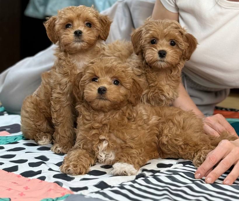 TOY POODLE SEVİMLİ YAVRULAR