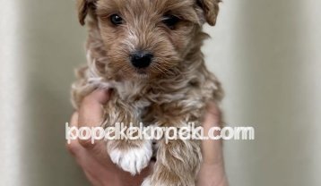 KAHVE TONLU MALTİPOO CİNSİ YAVRULAR EV ÜRETİMİ