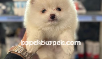 Pomerrian boo ayı suratlı