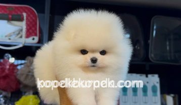 SEVİMLİ POMERRİAN BOO AYI SURATLI YAVRULARIMIZ