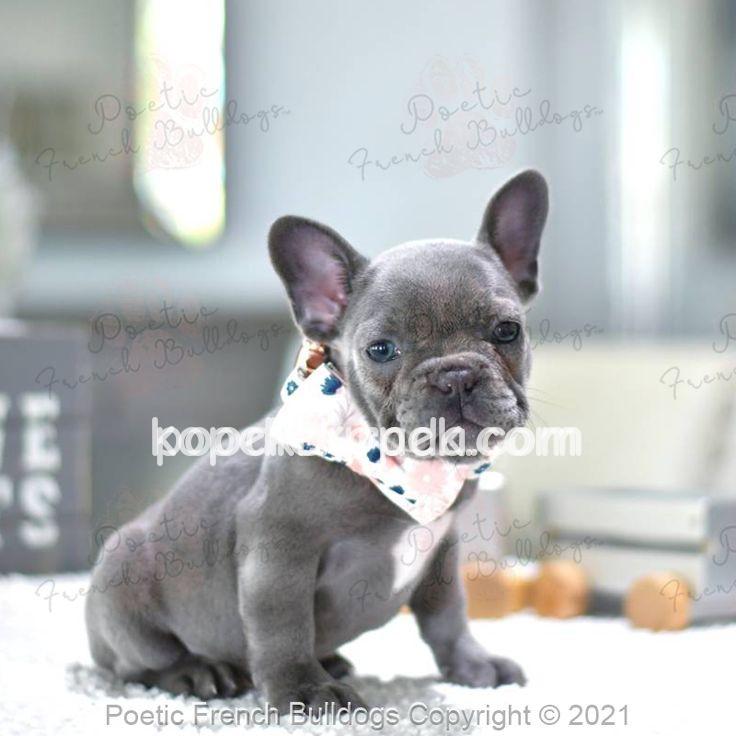 FRENCH BULLDOG SEVİMLİ YAVRULAR – 1. fotoğraf