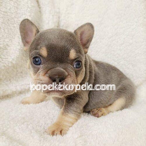 FRENCH BULLDOG SEVİMLİ YAVRULAR – 2. fotoğraf