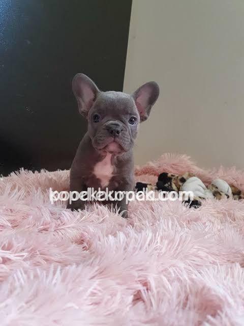 FRENCH BULLDOG SEVİMLİ YAVRULAR – 3. fotoğraf