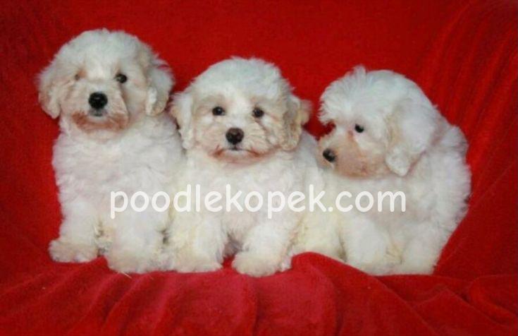 KAR BEYAZ MALTESE TERRİER CİNSLERİ – 1. fotoğraf