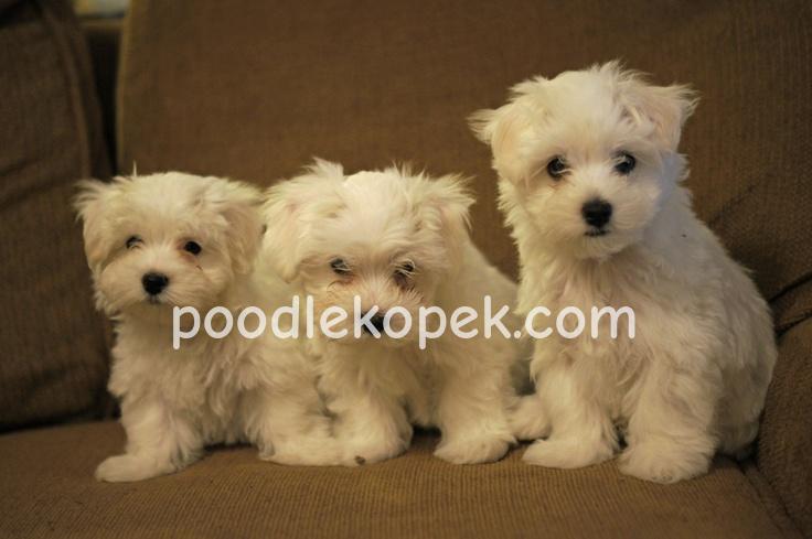 KAR BEYAZ MALTESE TERRİER CİNSLERİ – 2. fotoğraf