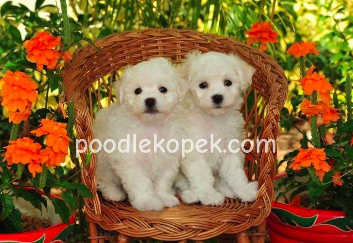 KAR BEYAZ MALTESE TERRİER CİNSLERİ – 3. fotoğraf