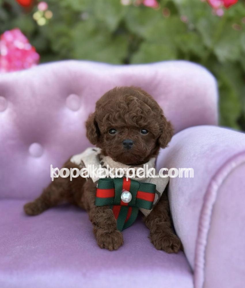 KIPKIRMIZI RED TOY POODLE SEVİMLİ YAVRULAR – 1. fotoğraf