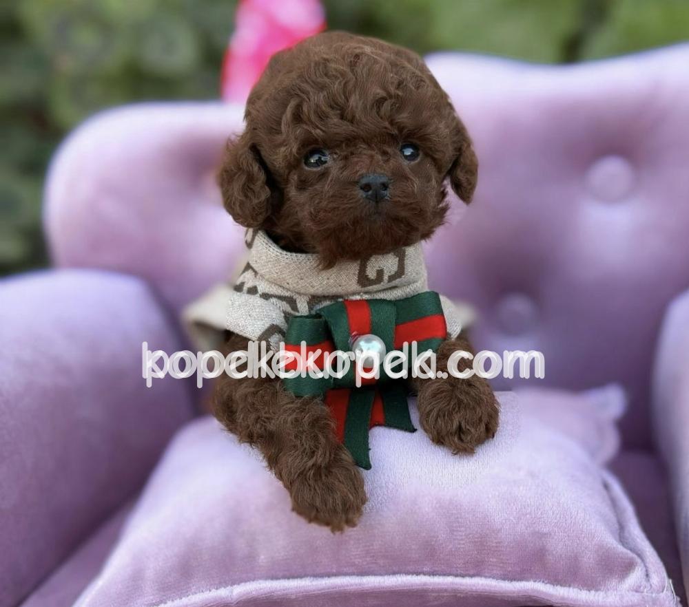 KIPKIRMIZI RED TOY POODLE SEVİMLİ YAVRULAR – 2. fotoğraf