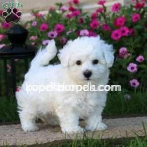 MALTESE TERRİER CİNSİ EV ÜRETİMİ YAVRULAR – 2. fotoğraf
