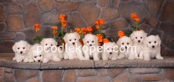MALTESE TERRİER CİNSİ YAVRULAR EV ÜRETİMİ YAVRULAR – 1. fotoğraf