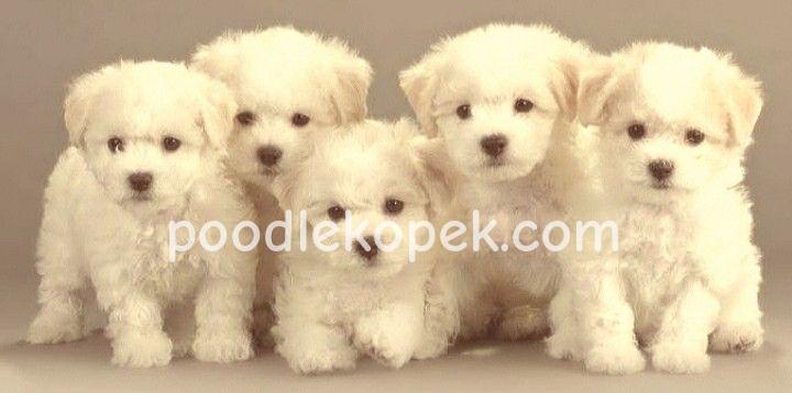 MALTESE TERRİER CİNSİ YAVRULAR EV ÜRETİMİ YAVRULAR – 3. fotoğraf