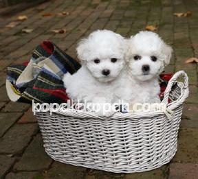 MALTESE TERRİER CİNSİ YAVRULAR EV ÜRETİMİ – 1. fotoğraf