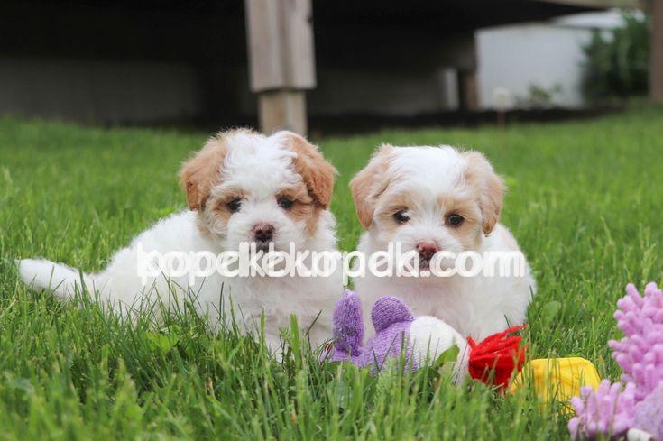 MALTESE TERRİER CİNSİ YAVRULAR – 1. fotoğraf
