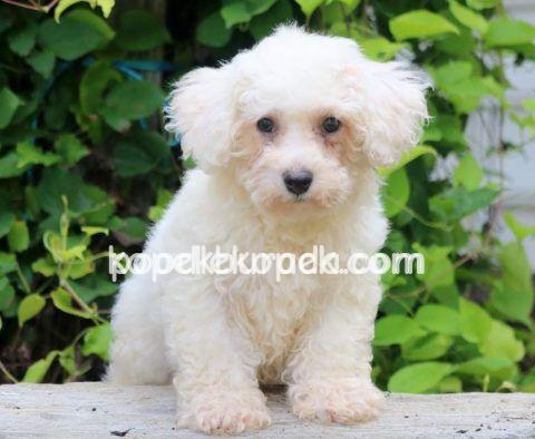 MALTESE TERRİER CİNSİ YAVRULAR – 4. fotoğraf