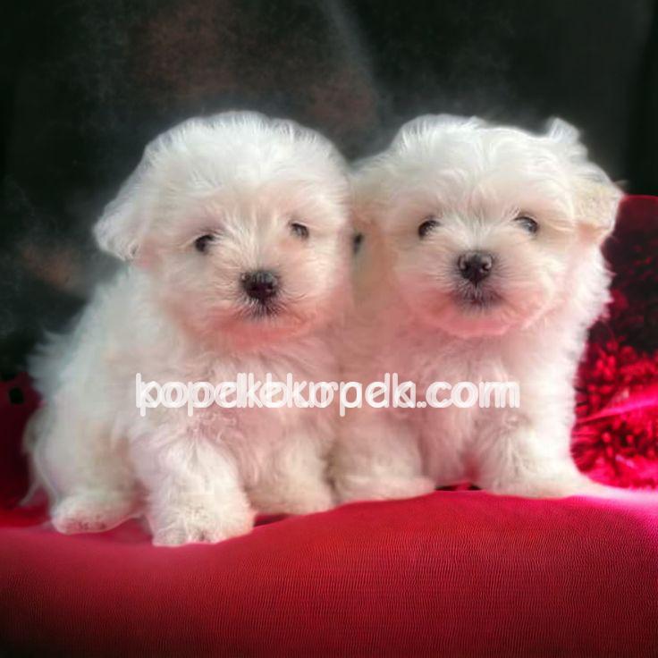 MALTESE TERRİER CİNSİ – 1. fotoğraf
