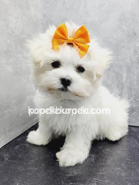 MALTESE TERRİER CİNSİ – 2. fotoğraf