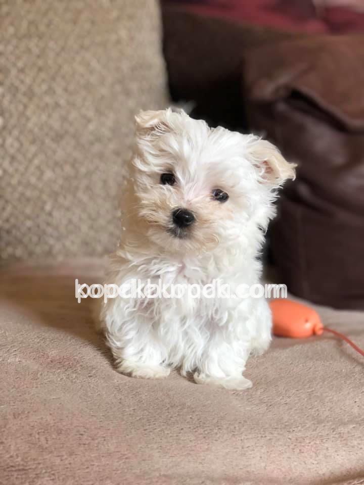 MALTESE TERRİER CİNSİ – 3. fotoğraf