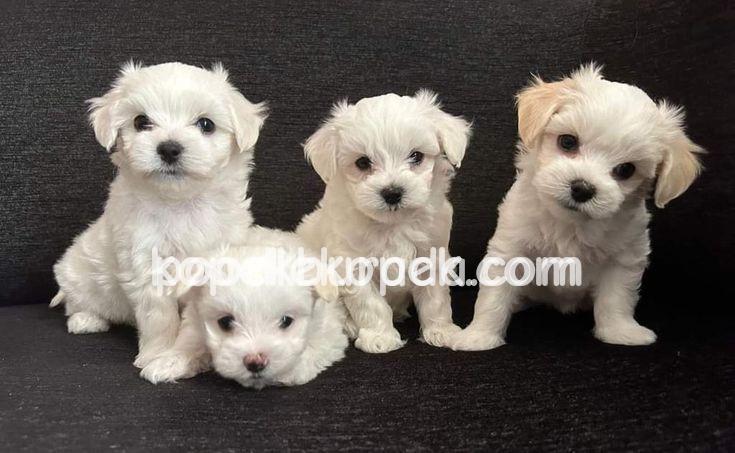 MALTESE TERRİER CİNSİ – 4. fotoğraf