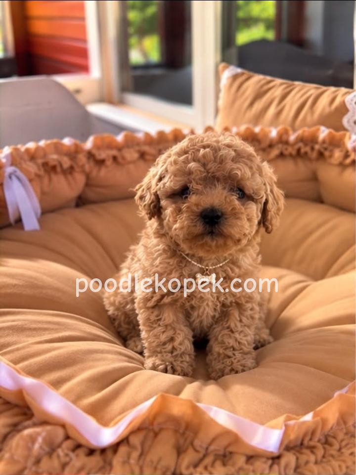MALTİPOO CİNSİ YAVRULAR – 1. fotoğraf