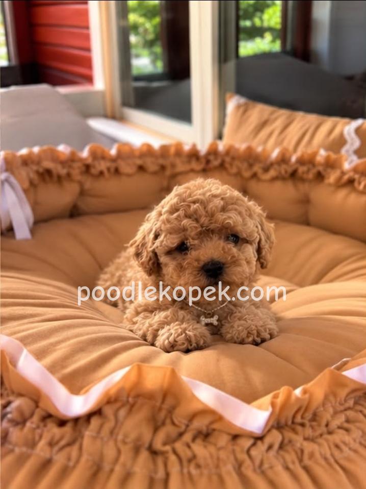 MALTİPOO CİNSİ YAVRULAR – 2. fotoğraf