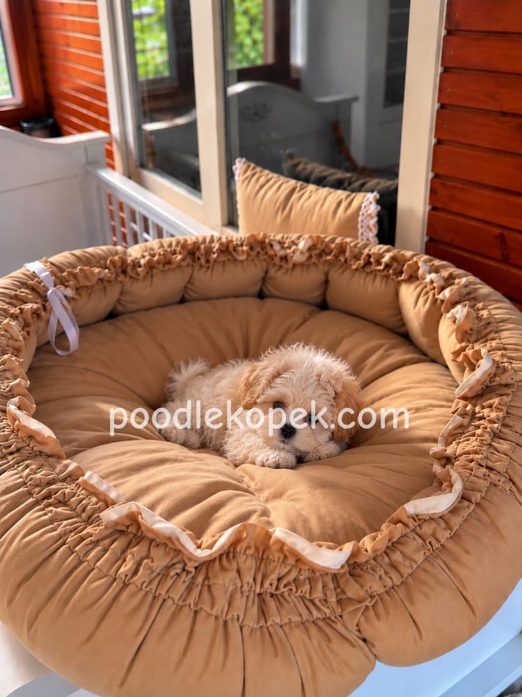 MALTİPOO CİNSİ YAVRULAR – 3. fotoğraf