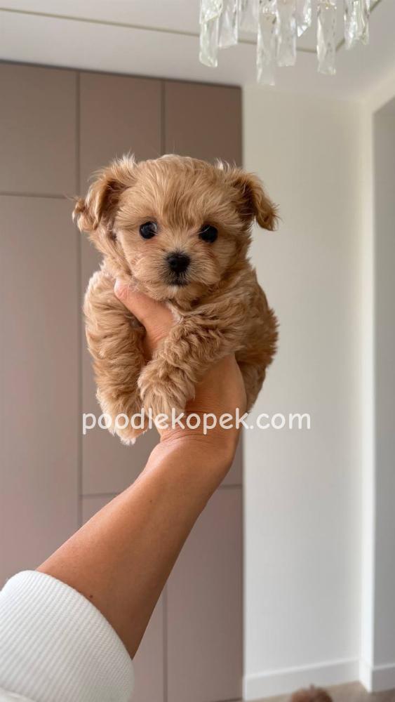 MALTİPOO – 1. fotoğraf