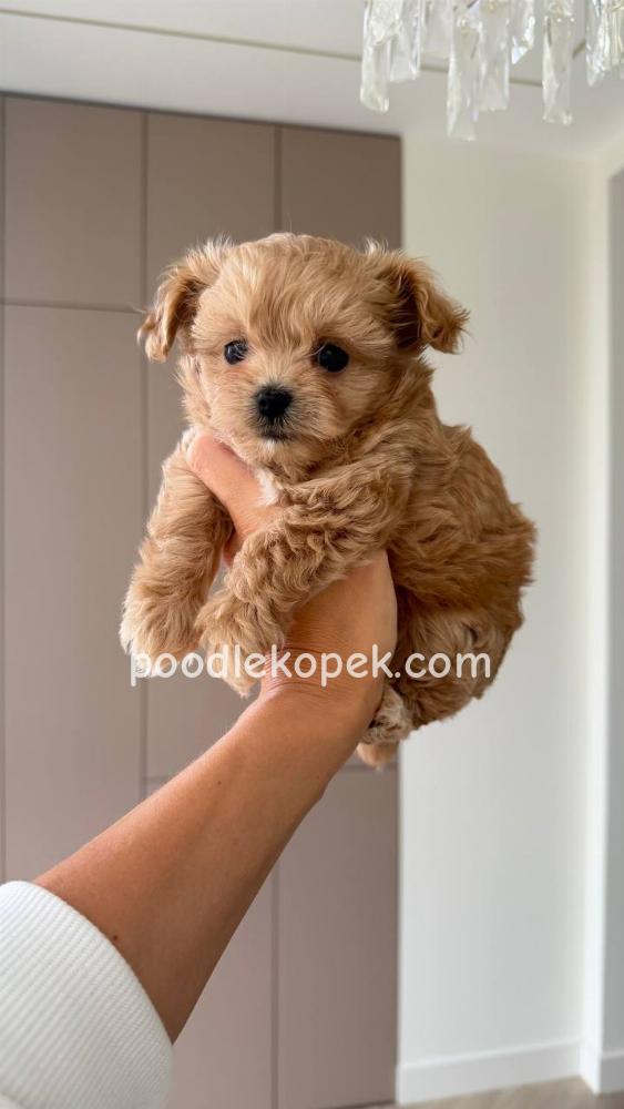 MALTİPOO – 2. fotoğraf