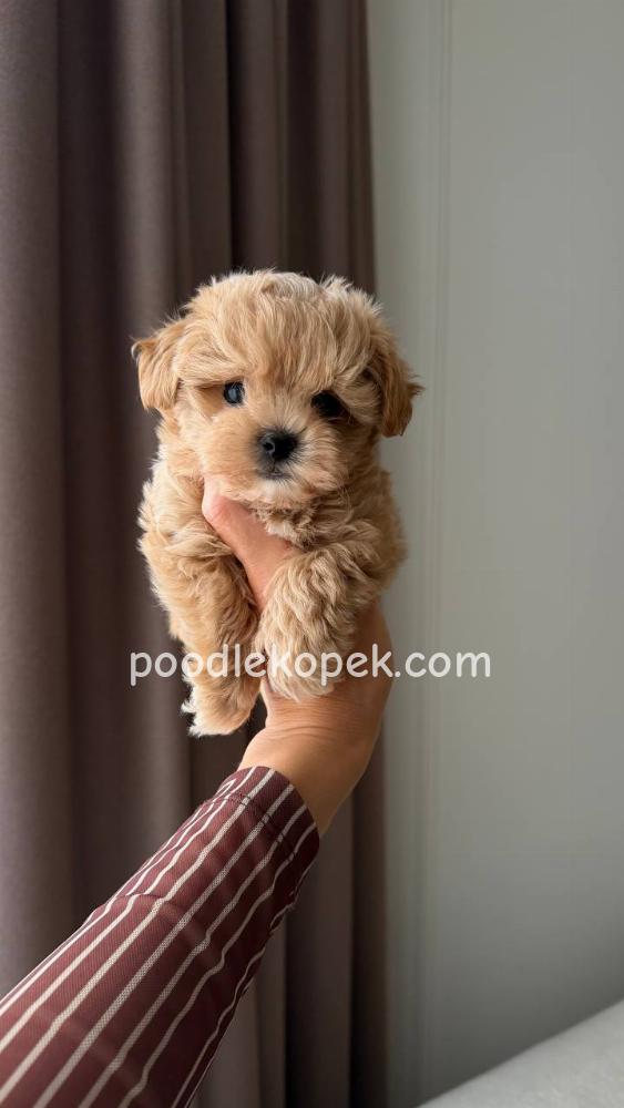 MALTİPOO – 3. fotoğraf