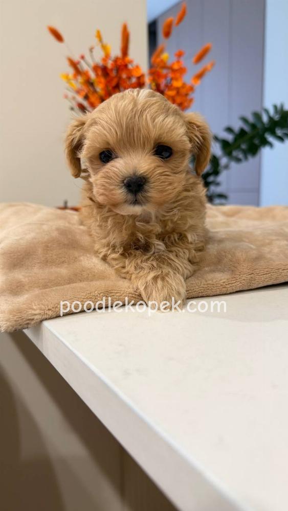MALTİPOO – 4. fotoğraf