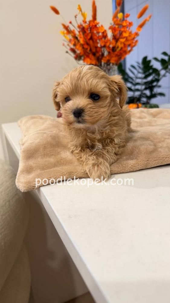 MALTİPOO – 5. fotoğraf
