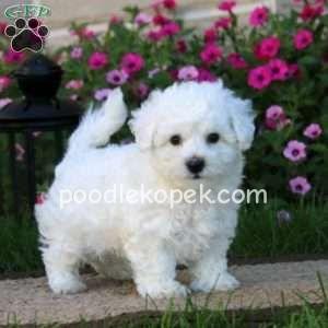 PAMUK ŞEKER BEYAZ MALTESE TERRİER CİNSLERİ – 1. fotoğraf