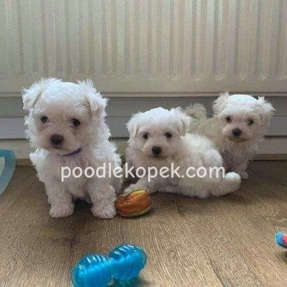 PAMUK ŞEKER BEYAZ MALTESE TERRİER CİNSLERİ – 2. fotoğraf