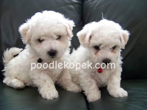 PAMUK ŞEKER BEYAZ MALTESE TERRİER CİNSLERİ – 4. fotoğraf