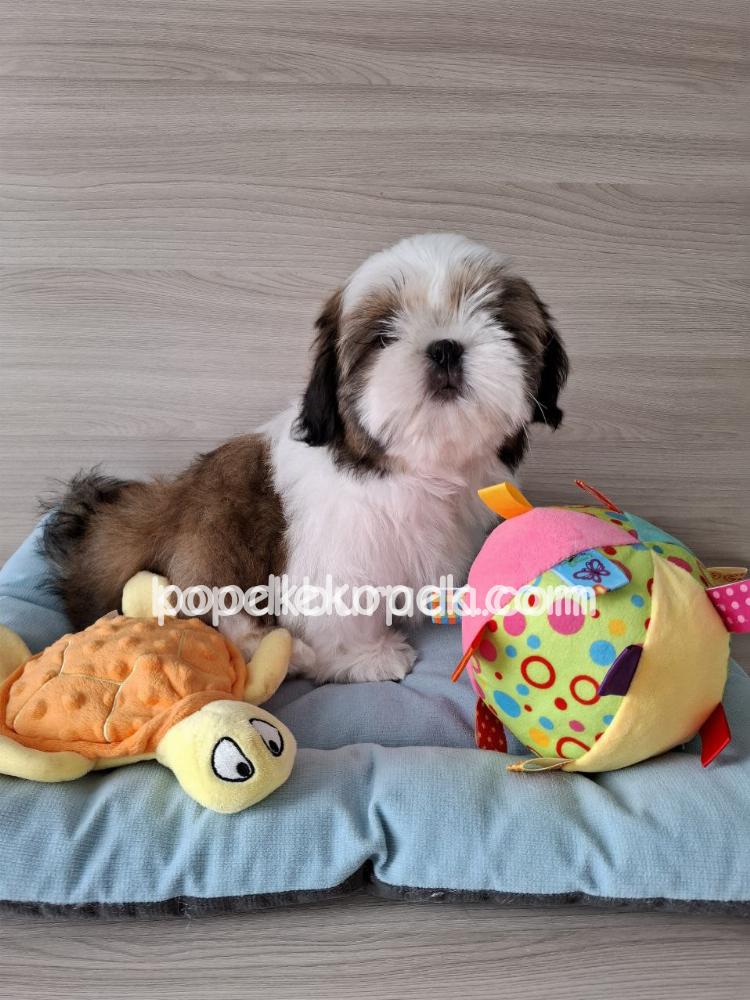PEKİNEZ CİNSİ YAVRULAR EV ÜRETİMİ – 2. fotoğraf
